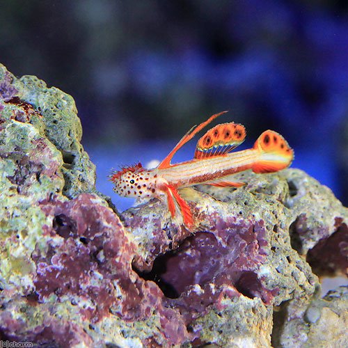 （海水魚）ホムラハゼ（１匹）　北海道・九州航空便要保温　ＣＲＣ26―30―24―10―00