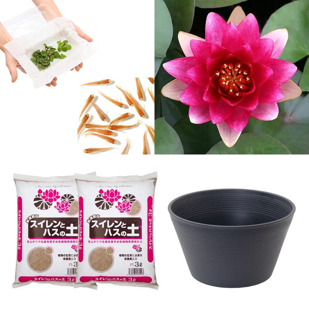 （ビオトープ）（めだか）はじめての睡蓮栽培セット　レンブランド＋睡蓮鉢＋ヒメダカ＋浮き草他　説明書付　本州四国限定　お一人様１点限り　ＣＲＣ15―10―20―10―50