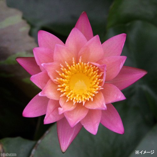 （ビオトープ）睡蓮　熱帯性睡蓮（スイレン）（淡桃）　トロピック　サンセット（１ポット）（休眠株）　ＣＲＣ15―10―23―25―00