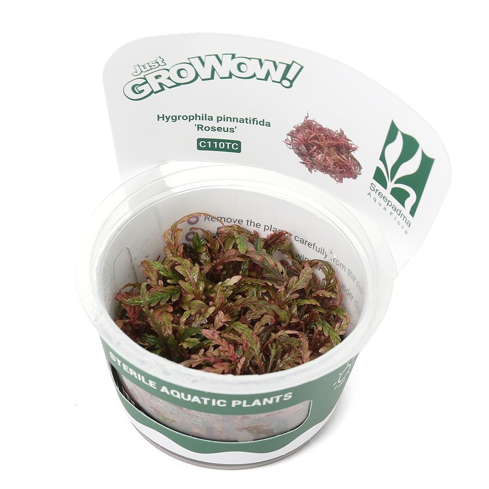 （水草）組織培養ＧＲＯＷＯＷ！　ハイグロフィラ　ピンナティフィダ　ロゼウス（無農薬）（１カップ）　北海道・九州航空便要保温　ＣＲＣ12―50―20―00―00
