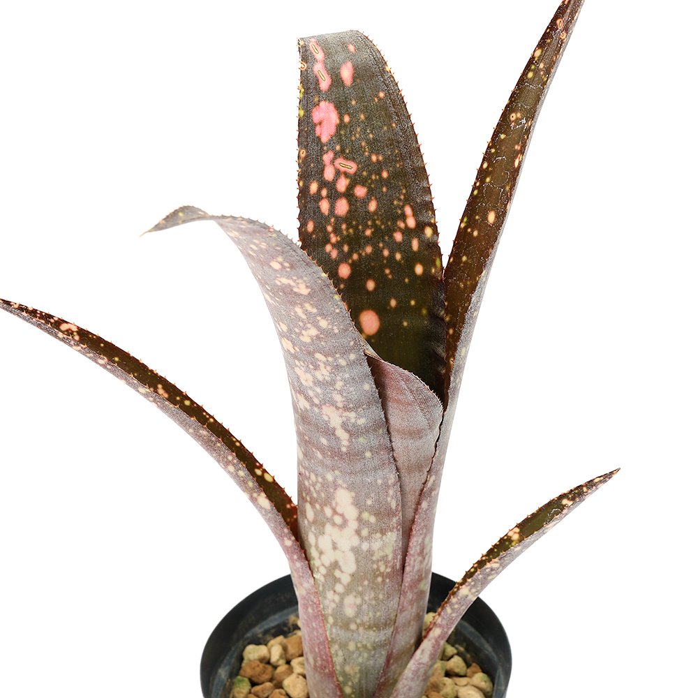 （観葉植物）ビルベルギア　ファンタジア　レッドクローン　４号（１株）　ＣＲＣ15―30―20―22―00
