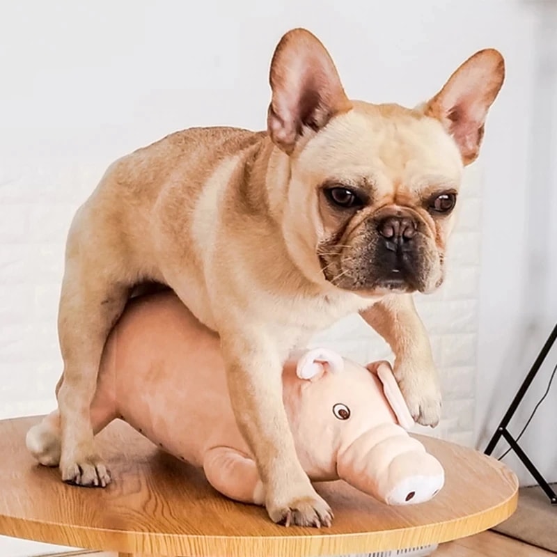 小型犬用のぬいぐるみピッグペット,子犬用の子猫,フレンチブルドッグ,ぬいぐるみ