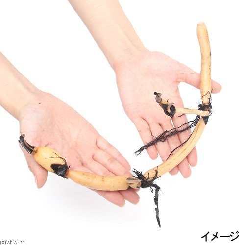 （ビオトープ）蓮　ハス（桃ー白黄）　蓮根　小三色蓮　小型品種（株売り）　ＣＲＣ15―10―30―20―10