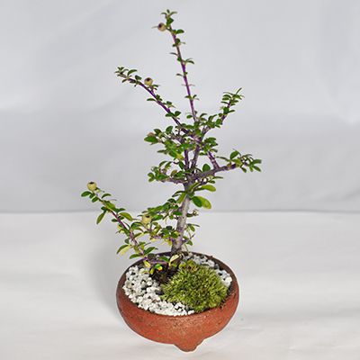 【盆栽】カマツカコケモモ【ミニ盆栽 ミニ こけももかまつか こけももかまつか 実ギフト 敬老の日】