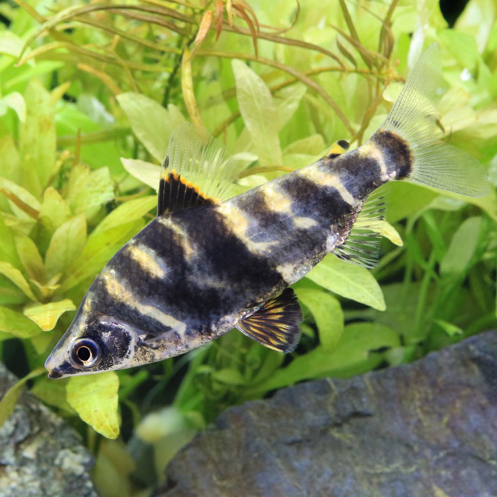 （熱帯魚）アブラミテス　アラグアイア（ワイルド）（１匹）　北海道・九州航空便要保温　ＣＲＣ13―20―12―00―00