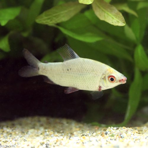 (熱帯魚)ディスティコダス・ノボリ(1匹) 北海道・九州航空便要保温 CRC13―20―15―00―00