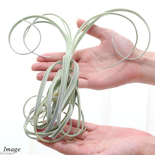 （観葉植物）エアープランツ　チランジア　ストレプトカルパ　Ｌサイズ（１株）　ＣＲＣ15―50―10―00―00