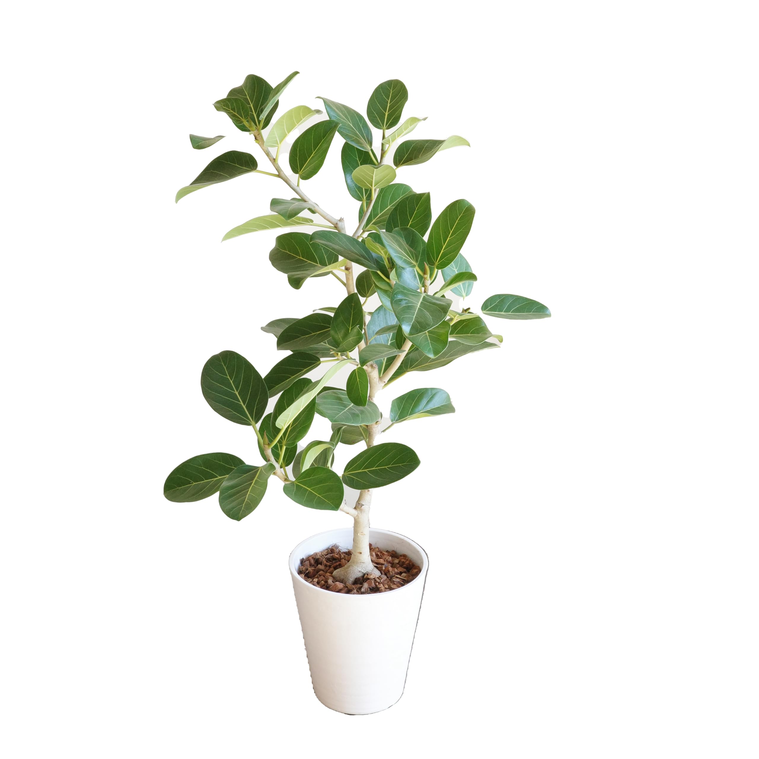 フィカス ベンガレンシス 観葉植物 本物 ホワイトセラアート鉢植え 8号 ベンガルゴムの木 ベンガルゴム インテリア 8号 中型 大型