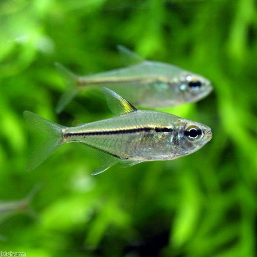 （熱帯魚）ウルレイ・テトラ（３匹）　北海道航空便要保温　ＣＲＣ13―20―10―10―00