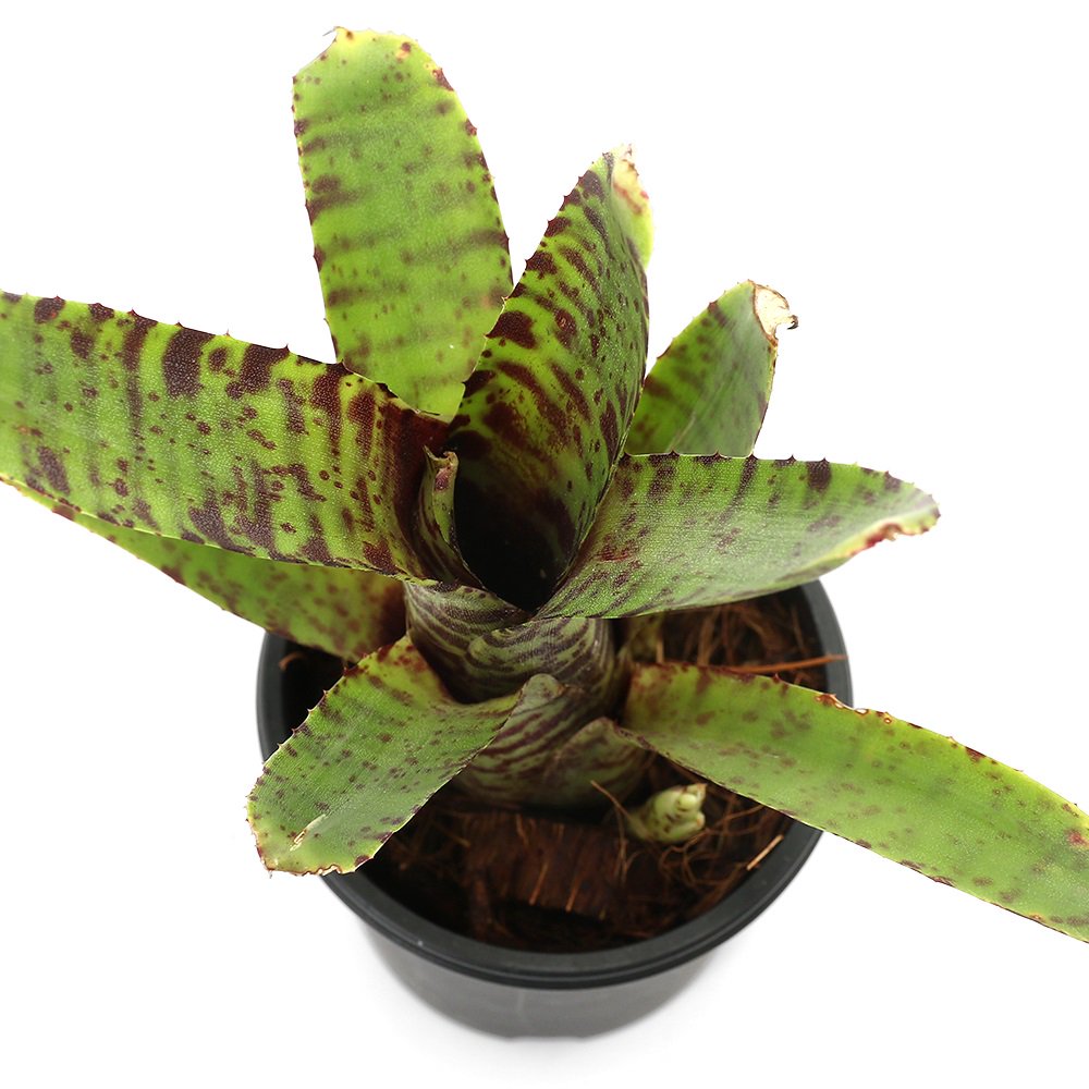 （観葉植物）ネオレゲリア　スプラング　ジュピター　２号（１株）　ＣＲＣ15―30―20―22―00