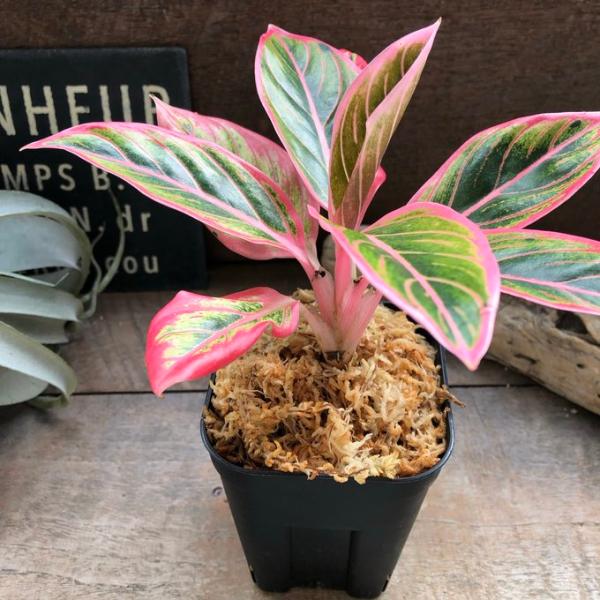 アグラオネマ ロータス デライト「Aglaonema Lotus Delight」 観葉植物　希少