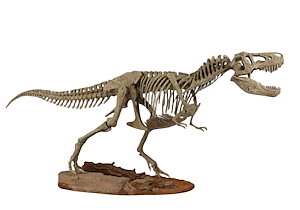 菊石 1/18 サイズ T-REX ティラノサウルス 骨格 恐竜 フィギュア 65cm級 復元 樹脂 模型 リアル 大人のおもちゃ プラモデル おもちゃ スタチュー プレミアム 塗装済 完成品