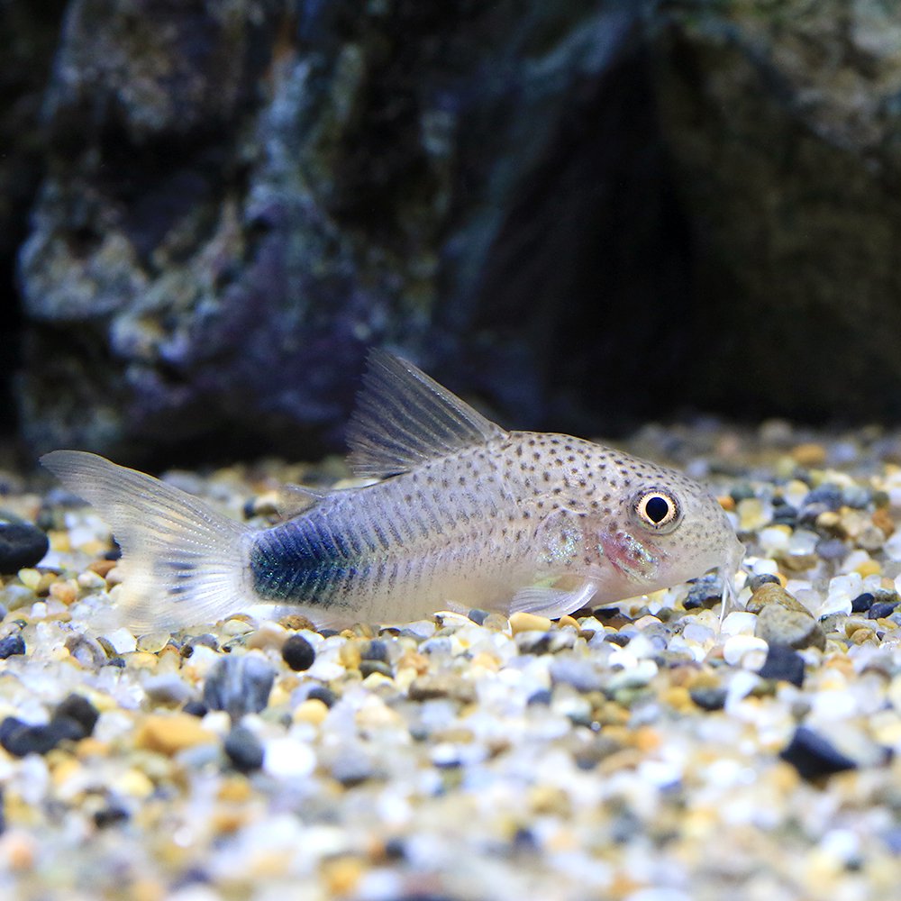 （熱帯魚）コリドラス・シミリス５（ブリード）（１匹）　北海道・九州航空便要保温　ＣＲＣ13―36―20―00―00