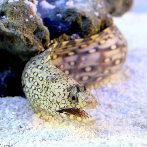 （海水魚）ジュエルモレイ　Ｍサイズ（１匹）　北海道航空便要保温　ＣＲＣ26―30―46―20―00