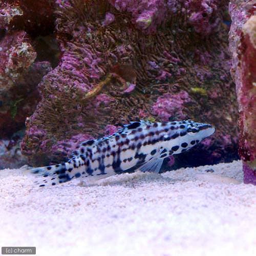 (海水魚)ハーレクインバスレット(1匹) 北海道航空便要保温 CRC26―30―22―00―00