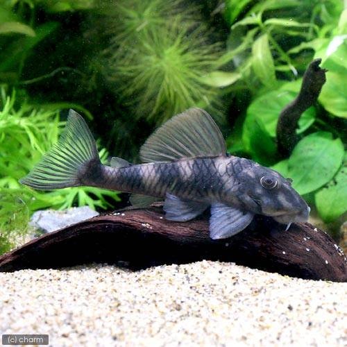 （熱帯魚）オレンジフィン・タイガープレコ　Ｌサイズ（ワイルド）（１匹）　北海道・九州航空便要保温　ＣＲＣ13―44―20―00―00