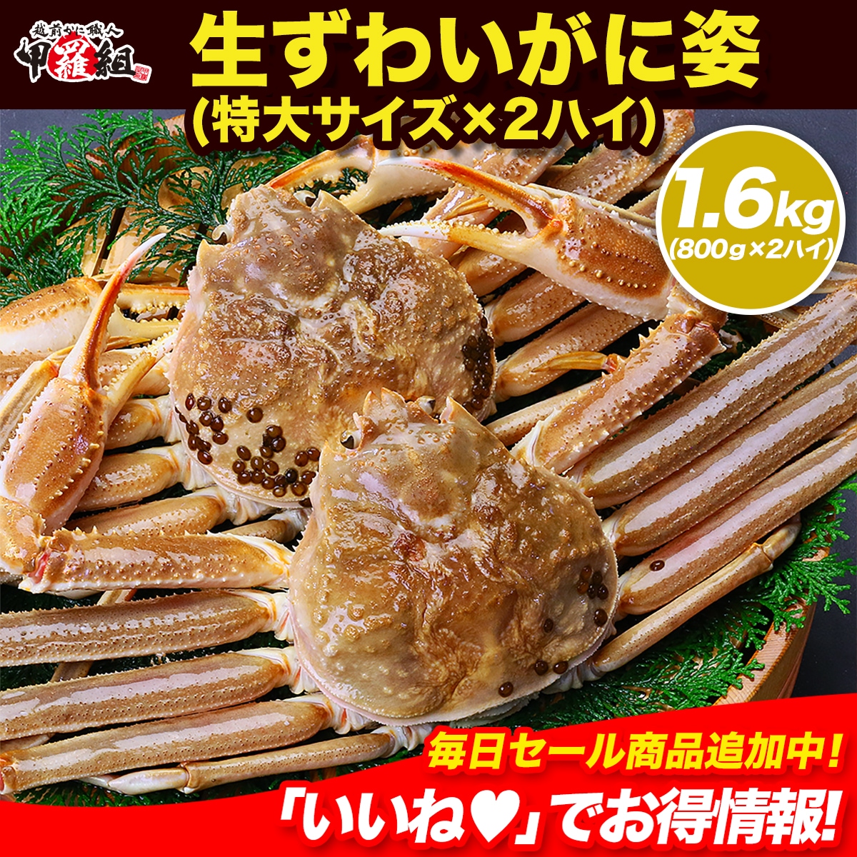 鮮度バツグン！希少な特大サイズの生ずわいがに姿800g前後2杯入り【カニ】【かに】【蟹】