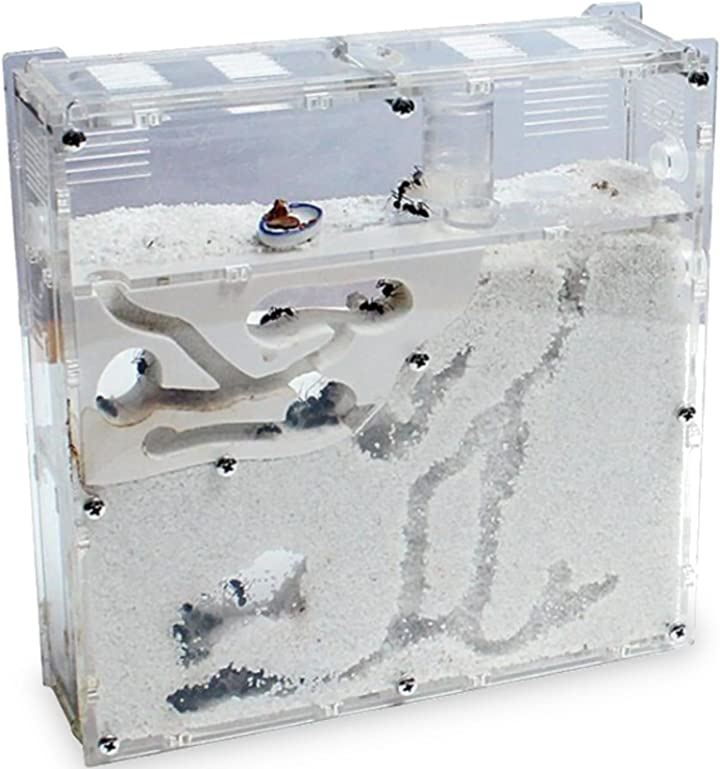 バードウィング製 ドイツ型標本箱 BW80 （幅50．7X奥行き41