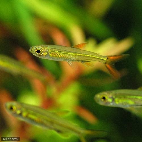 （熱帯魚）ジェリービーン・テトラ（１０匹）　北海道・九州航空便要保温　ＣＲＣ13―20―15―00―00