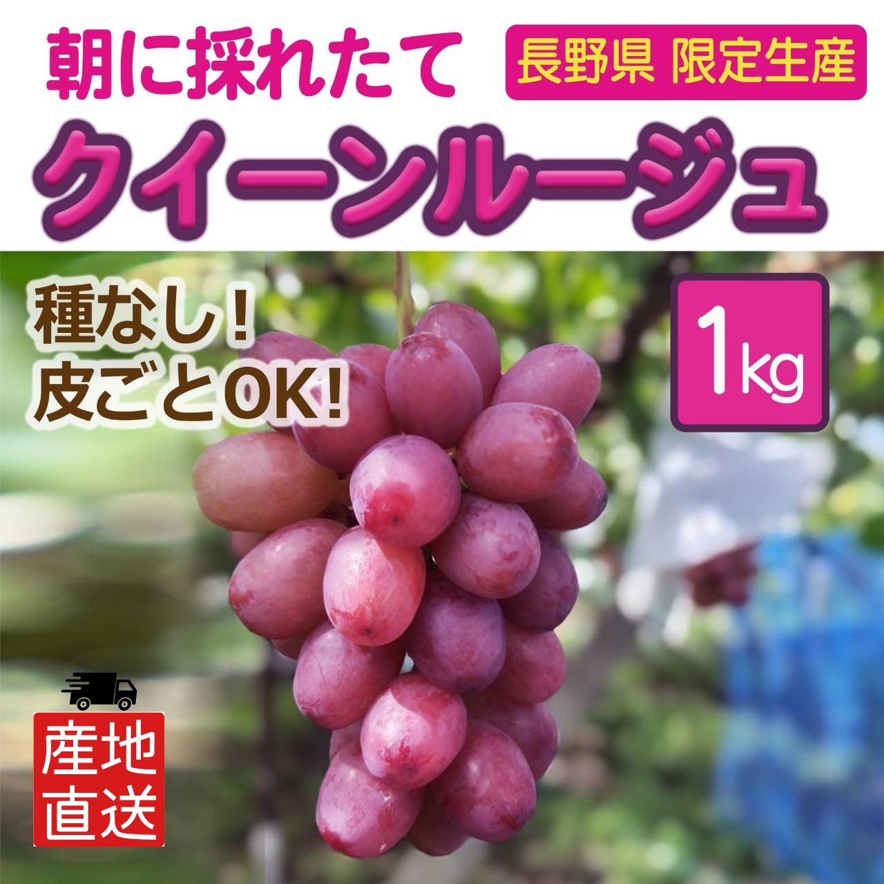 [予約販売・数量限定・お一人様2kgまで] クイーンルージュ 1kg 2~3房 長野県限定 新品種 種なし 皮ごと食べられる 希少品 杉崎ぶどう農園 農家直送 発送時期：9月下旬~10月中旬予定