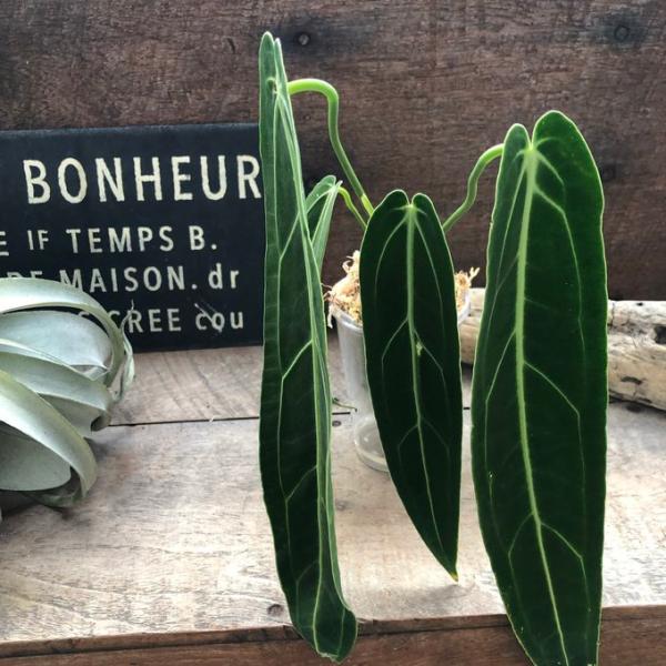 アンスリウム ワロクアーナム　Type c「Anthuriumwarocqueanum 」