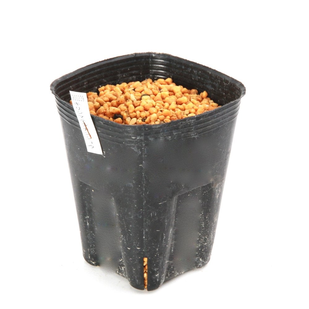 （山野草）テンナンショウ（天南星）キリシマテンナンショウ（霧島天南星）　１球入り　３号（１ポット）　ＣＲＣ15―35―45―00―00