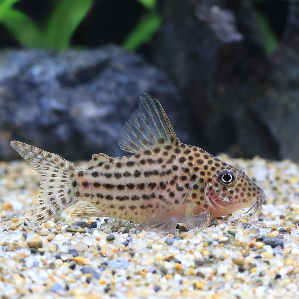 （熱帯魚）コリドラス・セミロングノーズアラグアイエンシス（ワイルド）（１匹）　北海道・九州航空便要保温　ＣＲＣ13―36―50―00―00
