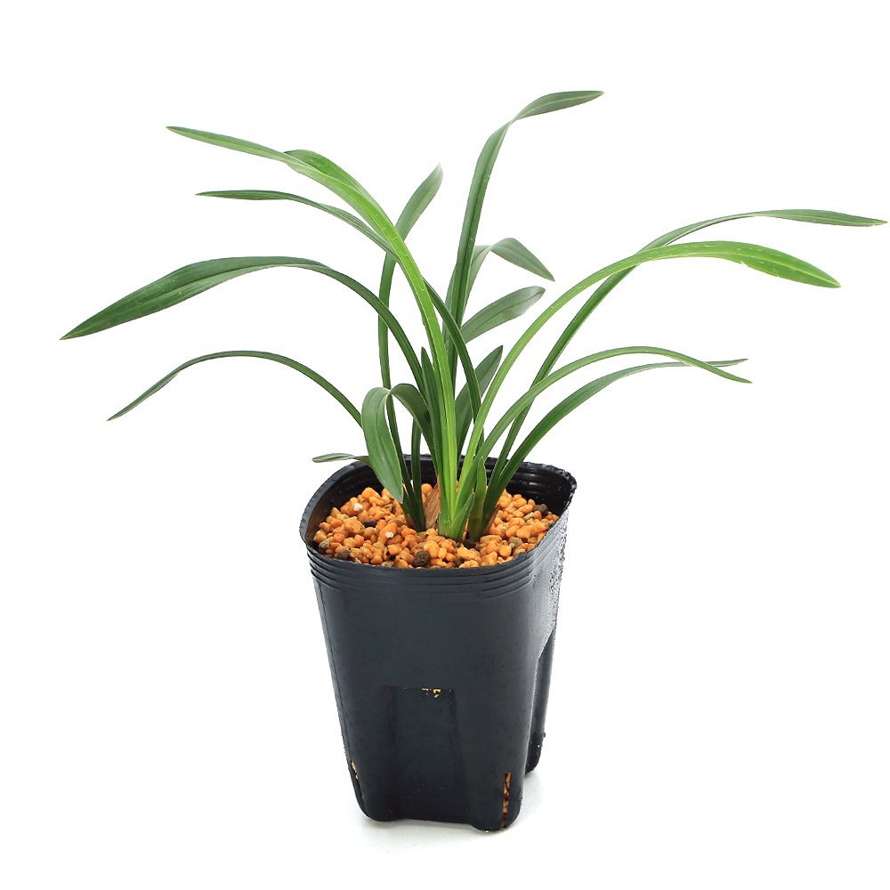 （山野草）シュンラン（春蘭）大富貴（ダイフウキ）３号（１ポット）中国春蘭　古典園芸　ＣＲＣ15―35―12―00―00