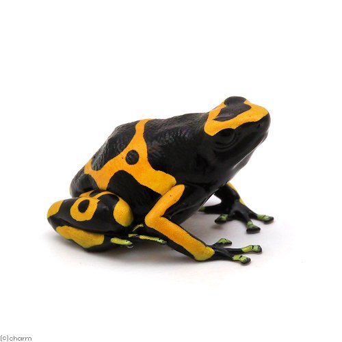 （両生類）キオビヤドクガエル　ギアナ　イエローｇｕｙａｎａ　ｙｅｌｌｏｗ　ＣＢ個体（１匹）　北海道・九州航空便要保温　ＣＲＣ17―05―35―20―00