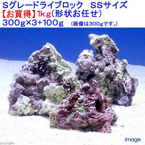 （海水魚）Ｓグレードライブロック　ＳＳサイズ（１ｋｇ）（形状お任せ）　北海道・九州航空便要保温　ＣＲＣ26―55―20―20―00