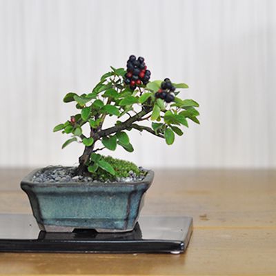 【盆栽】熊柳【ミニ盆栽 ミニ くまやなぎ クマヤナギ 実ギフト 敬老の日】