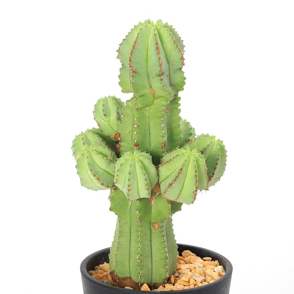 （多肉植物）ユーフォルビア　ホリダ　３号（１鉢）　ＣＲＣ15―60―60―00―00