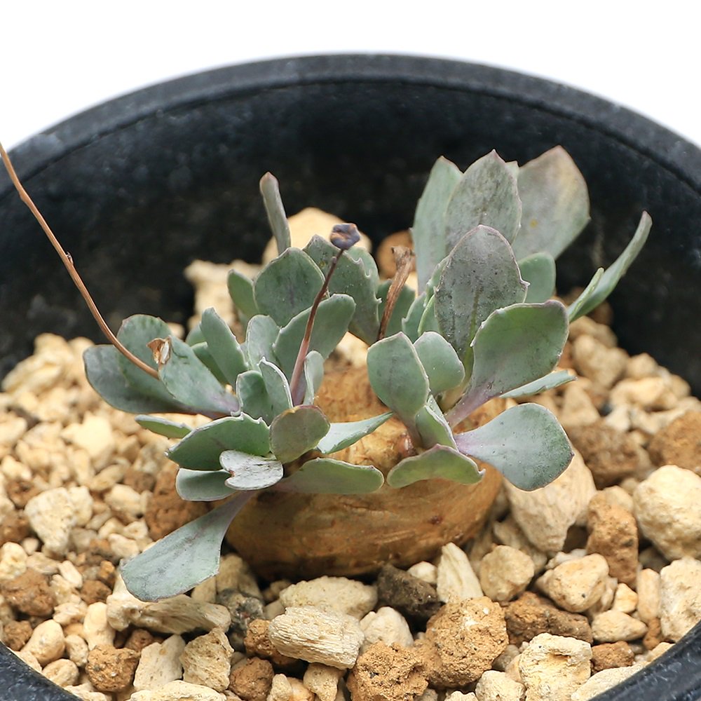 （多肉植物）オトンナ　カカリオイデス　２．５ー３号（１鉢）　ＣＲＣ15―60―75―00―00