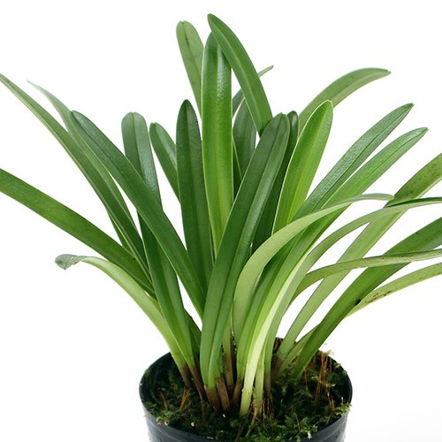 （観葉植物）洋ラン　モンキーオーキッド　ドラクラ　サブリィ　２．５ー３号（１ポット）　ＣＲＣ15―63―45―00―00