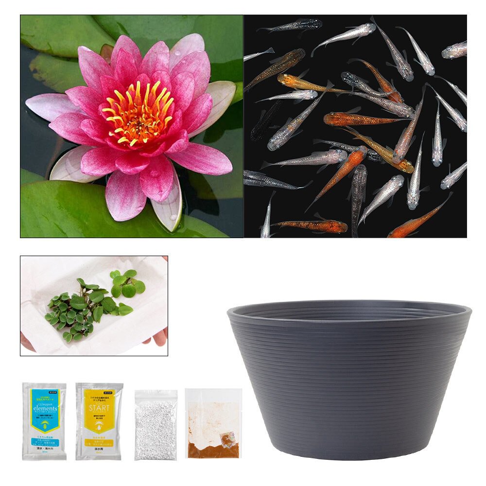 （ビオトープ）（めだか）ラメメダカ付き！チャームおすすめビオトープセット！　赤系色温帯性睡蓮　スイレン　ビオトープ　本州四国限定　ＣＲＣ15―10―20―03―20