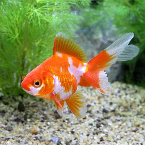 （国産金魚）更紗琉金（１０匹）　ＣＲＣ60―15―20―10―00