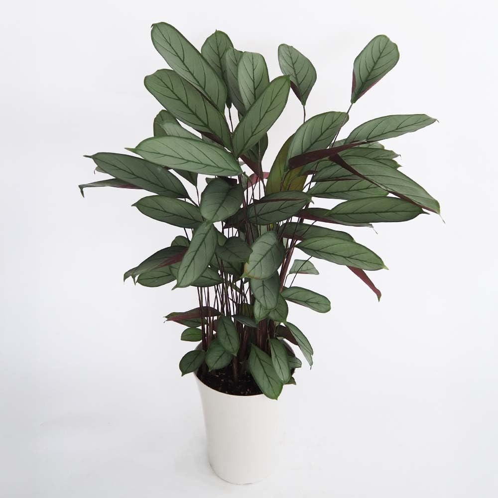ＩＴＡＮＳＥ クテナンテ グレースター 7号 1個売り 学名： Ctenanthe setosa Grey Star タイプ： クズウコン科 美しい銀緑色の葉に濃い緑の縞模様 葉の表面は細かい毛で覆わ