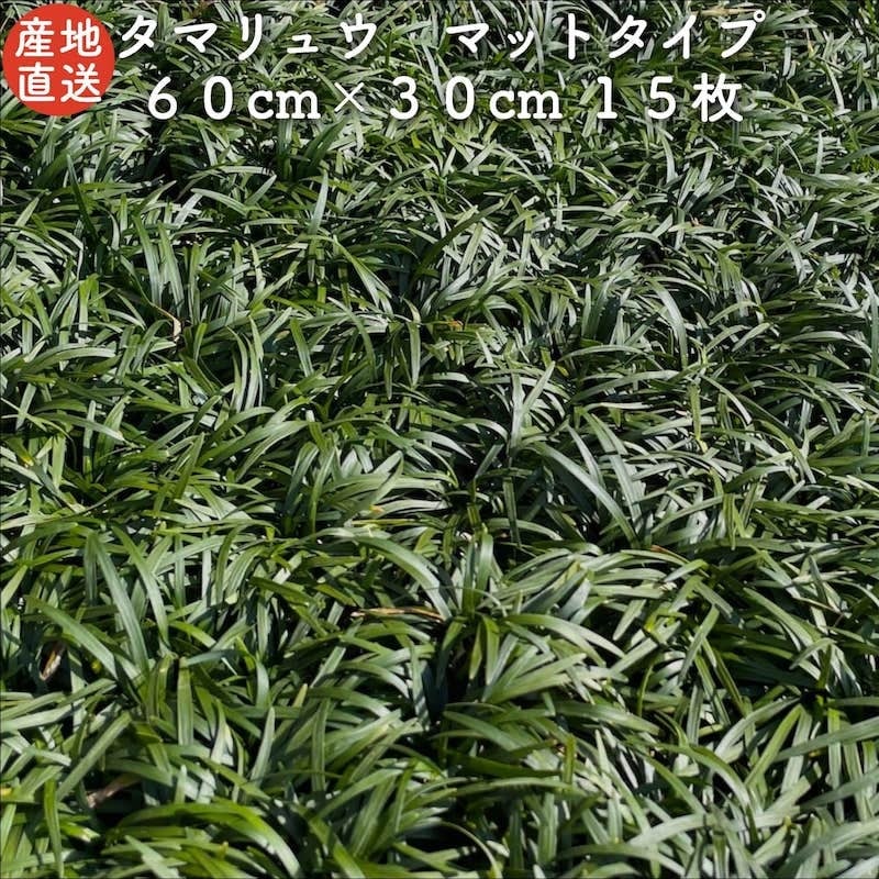 タマリュウ（玉竜）マットタイプ 60cm30cm １５枚