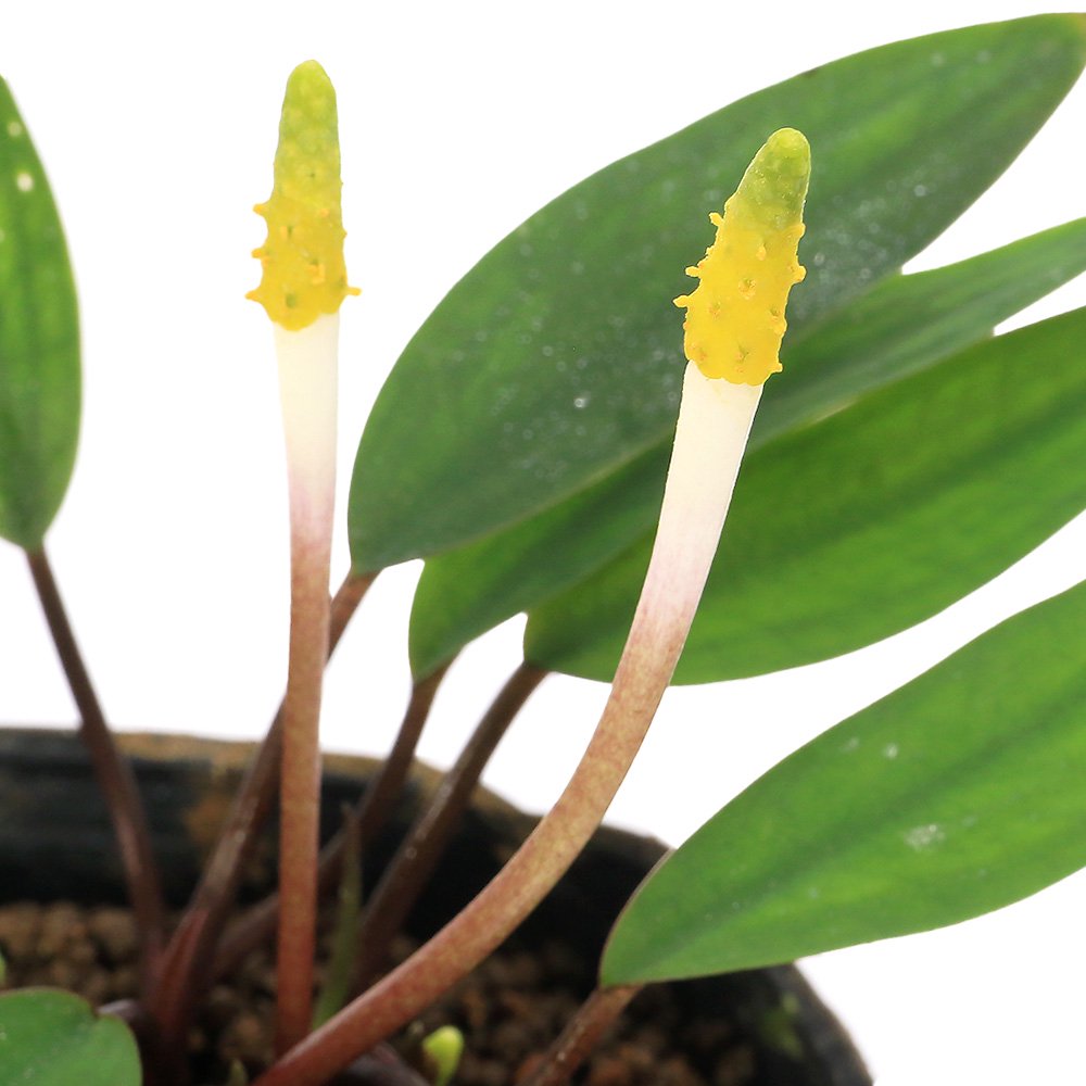 （ビオトープ）水辺植物　オロンティウム　アクアティクム（１ポット）　沈水ー抽水植物（休眠株）　ＣＲＣ15―10―40―20―30