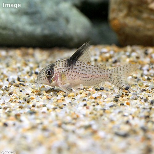 （熱帯魚）コリドラス・トカンチーニョ（ワイルド）（１匹）　北海道・九州航空便要保温　ＣＲＣ13―36―20―00―00