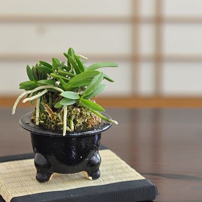 【盆栽】富貴ラン 蘭【ミニ盆栽 ミニ ふうきらん 富貴蘭 草ギフト 敬老の日】