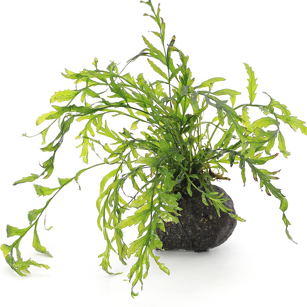 （水草）巻きたて　ボルビティス　ヒュディロティ　溶岩石　ＳＳサイズ（８ｃｍ以下）（水中葉）（無農薬）（３個）　ＣＲＣ12―59―00―00―00