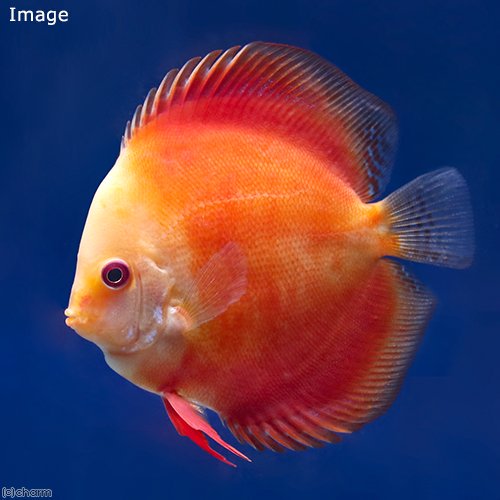 （熱帯魚）レッドメロン・ディスカス（Ｌサイズ）（１匹）　北海道・九州航空便要保温　ＣＲＣ13―31―10―00―00