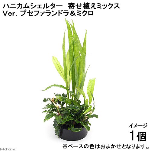 （水草）ハニカムシェルター　寄せ植えミックス　Ｖｅｒ．ブセファランドラ＆ミクロ（１個）（水上葉）　ＣＲＣ12―26―23―00―00