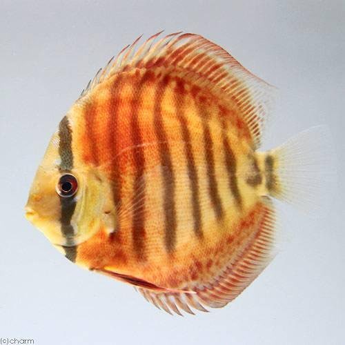 （熱帯魚）スーパーフレームオブフォレスト・ディスカス（Ｍサイズ）（ペナンブリード）（１匹）　北海道航空便要保温　ＣＲＣ13―31―10―00―00