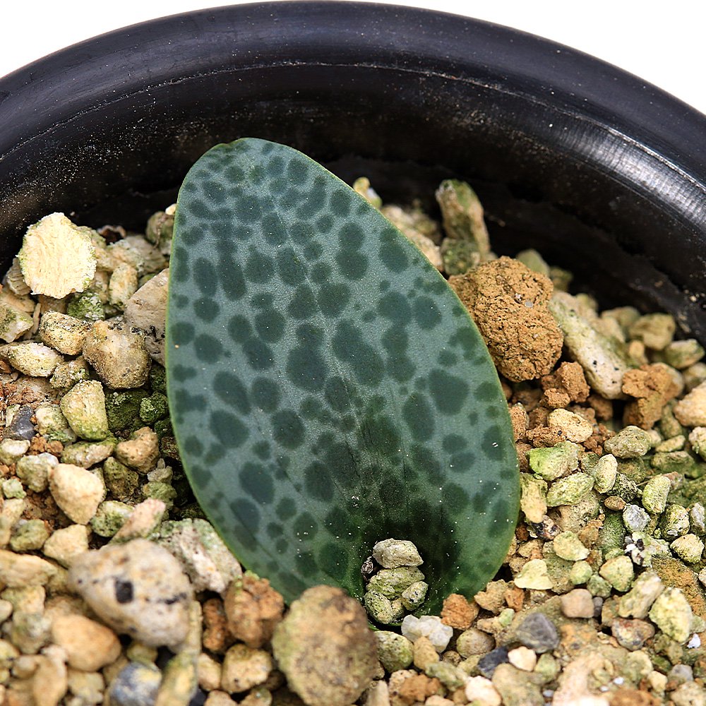 （多肉植物）ドリミオプシス　ｓｐ．　ＮＯＶＡ０９　ケープバルブ　３号（１鉢）　ＣＲＣ15―60―95―00―00