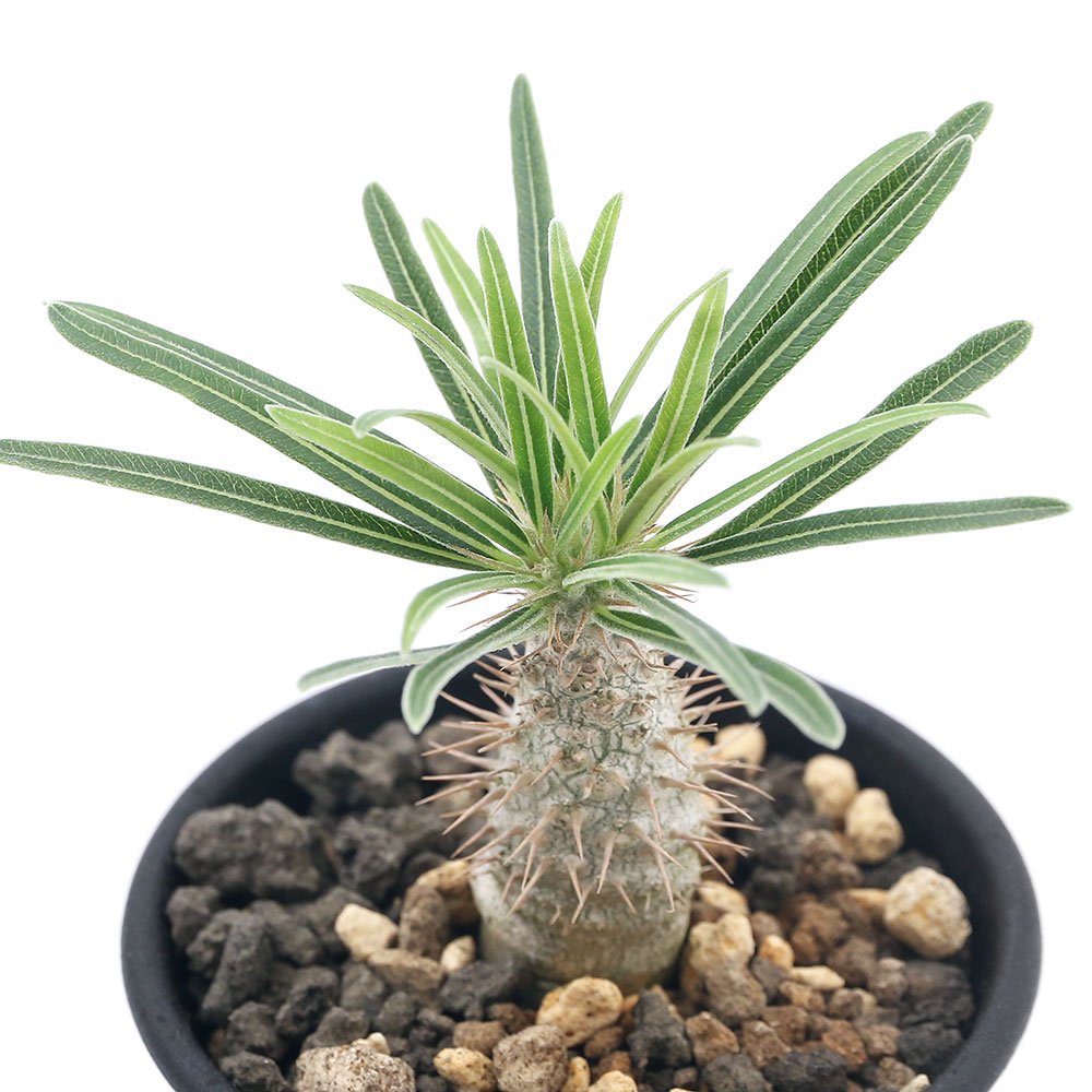 （観葉植物）パキポディウム　グラキリス　実生　３号（１鉢）　ＣＲＣ15―30―10―10―00