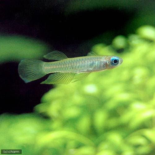 (熱帯魚)アフリカン・ランプアイ(ワイルド)(12匹) 北海道・九州航空便要保温 CRC13―17―10―00―00