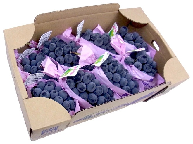 長野産 =ナガノパープル= 秀品 7-10房前後 約4kg ぶどう 予約 9月以降　[M1]