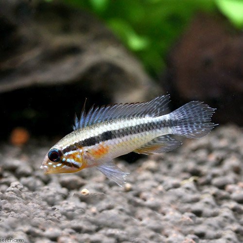 （熱帯魚）アピストグラマ・エリザベサエ（ワイルド）（１ペア）　北海道・九州航空便要保温　ＣＲＣ13―28―16―00―00